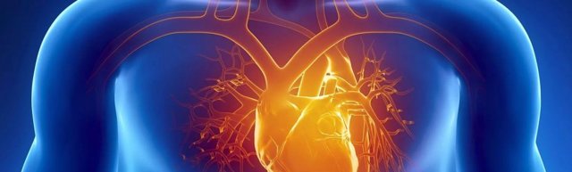 Сердце человека: анатомическое строение, функции, принцип работы