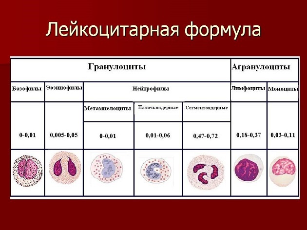 Норма лейкоцитов в крови у женщин: особенности и причины отклонений