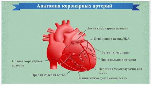 Коронарное кровообращение. Левая коронарная артерия