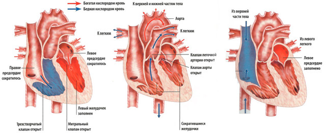 Тоны сердца приглушены что это значит - Лечение гипертонии