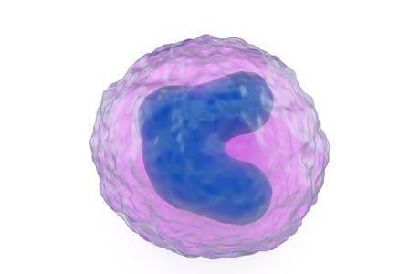 Повышены моноциты у взрослого: причины