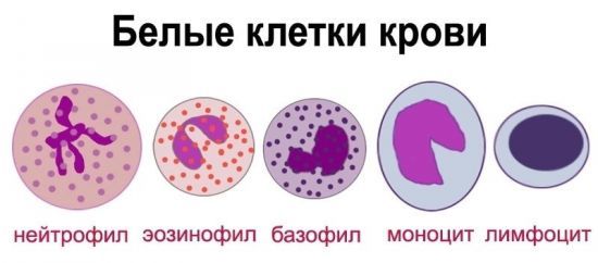Понижены лейкоциты в крови - что это значит?