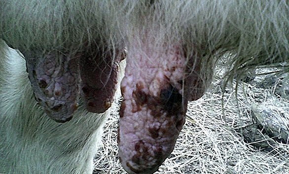 Хвороби корів: причини, симптоми, способи лікування, профілактика тварин