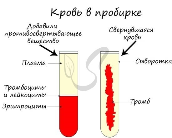 Клетки крови человека функции