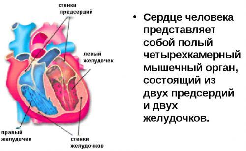 Левые и правые отведения на экг - Все про гипертонию