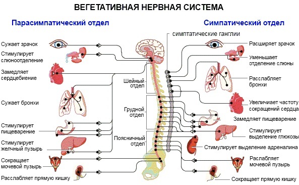 Нейроциркуляторная дистония по смешанному типу