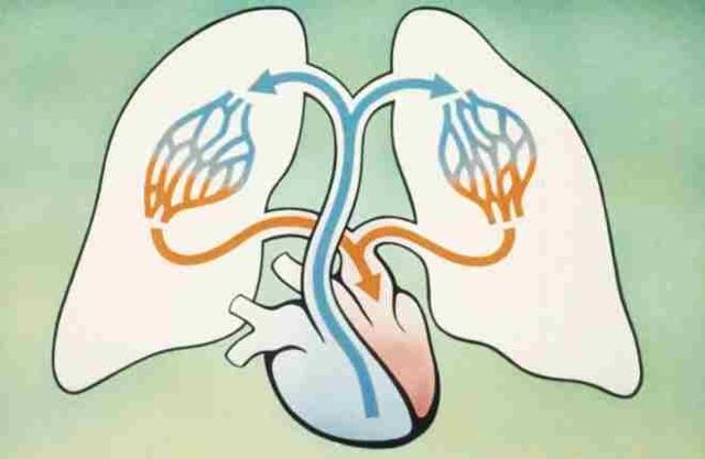 К малому кругу кровообращения относят легочное вену почему? - Школьные Знания.com