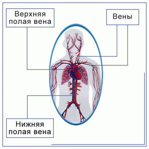 Верхняя полая вена — Карта знаний