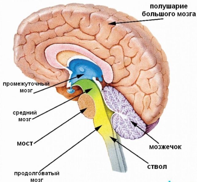 Церебральная ангиодистония сосудов головного мозга