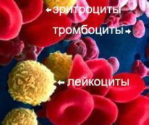 Общий анализ крови норма и расшифровка результатов таблица