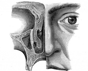 Клиническая анатомия носа. Кровоснабжение полости носа