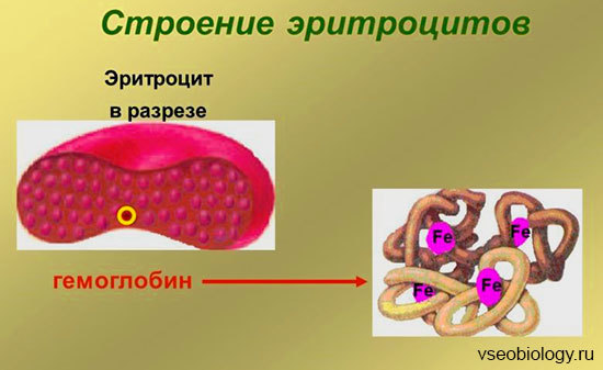 Эритроциты. Строение и состав эритроцитов