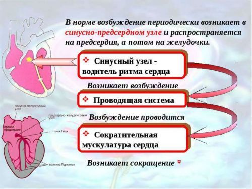 Предсердный ритм норма или патология?