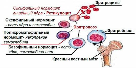 Ретикулоциты - норма у детей и взрослых, повышены и понижены в мазке крови