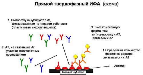 ИФА - иммуноферментный анализ крови: расшифровка