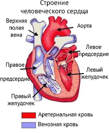 Что такое Сердце человека?