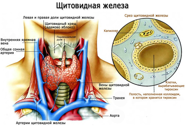 Гипертиреоз - причины, симптомы, диагностика и лечение