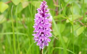 Спеман и его аналоги: Трибестан, Спематон, Спермактин и Спеман форте для мужчин