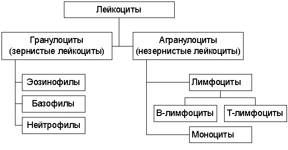 Лейкоциты, их классификация, свойства и функции.