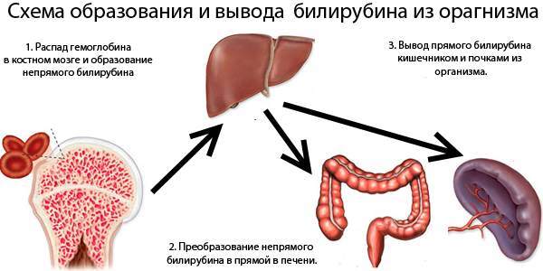 Повышенный билирубин в крови: причины и возможные заболевания