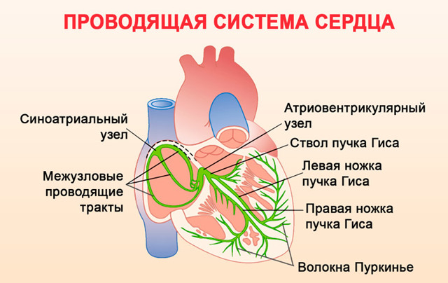Экстрасистолы по типу бигеминии