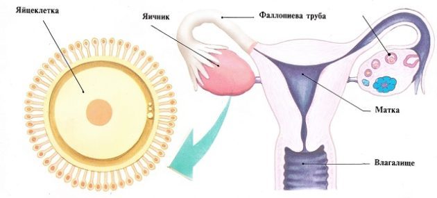Кровь на трусиках: как отличить имплантацию от менструации