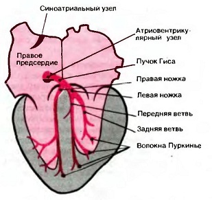 Чем опасна блокада ножек пучка гиса и как ее лечить