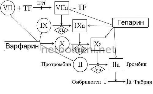 Препараты для разжижения крови, список средств и лекарств разжижающих кровь и препятствующих тромбообразованию