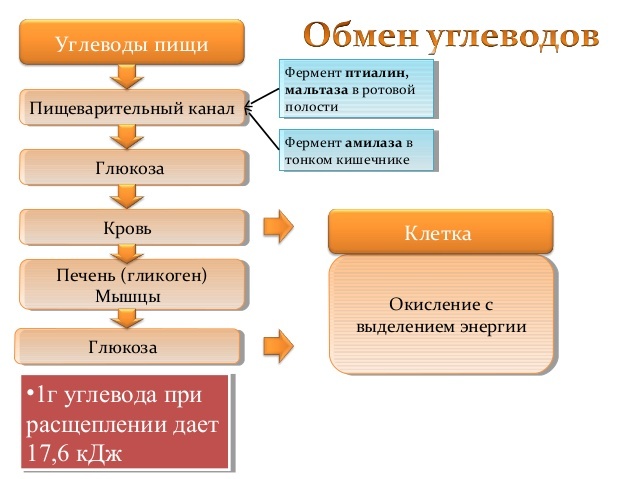 Уровень глюкозы в крови: норма