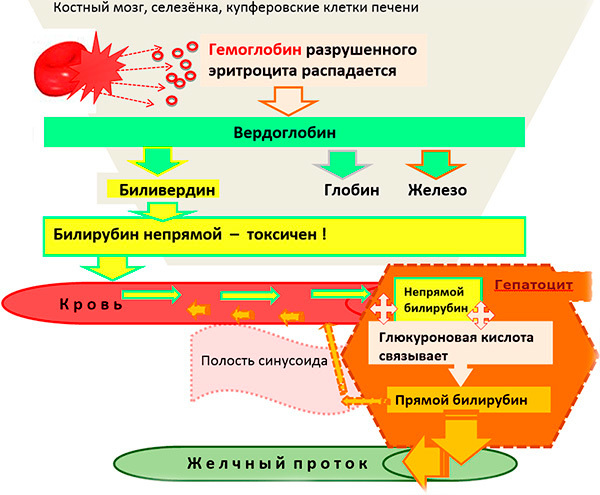 Какова норма билирубина в крови у взрослого человека? Основные показатели.