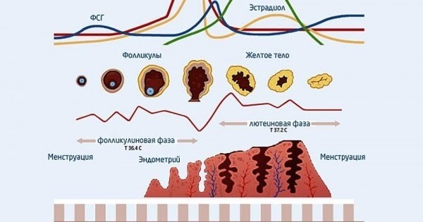 Фолликулостимулирующий гормон: отклонения и норма ФСГ у женщин