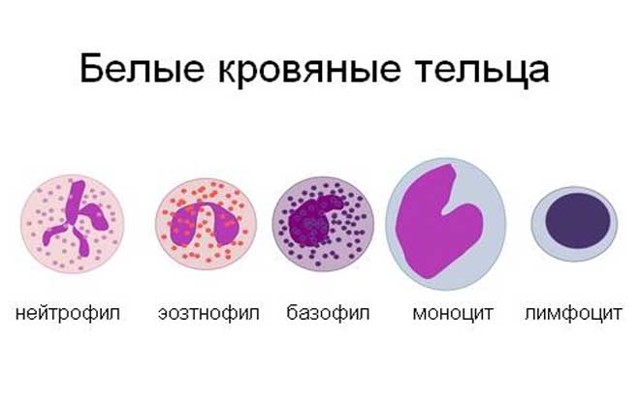 Расшифровка лейкоцитарной формулы крови