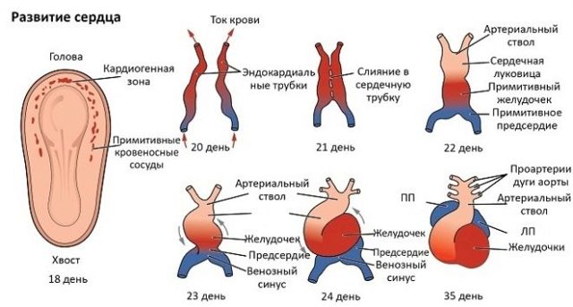 Когда начинает биться сердце у эмбриона