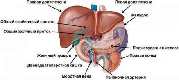 Воротная вена печени 9 мм - Лечение печени