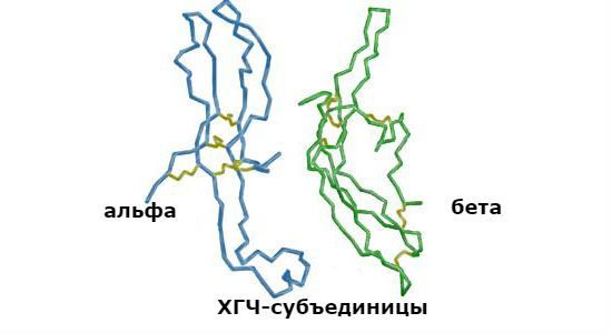 Два разных анализа на хгч