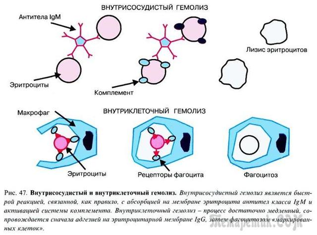 Гемолиз - это что? Гемолиз крови, частичный гемолиз