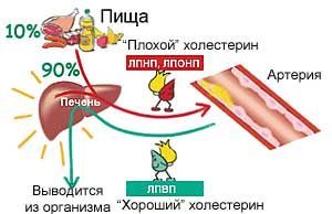 Как правильно сдать кровь на холестерин и подготовится к анализу?