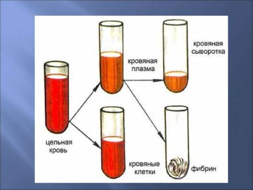 Сыворотке крови составляет от 3. Разница между плазмой и сывороткой крови. Антисыворотка бывает двух видов