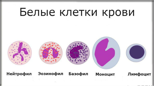 Как быстро и эффективно повысить уровень лейкоцитов в крови