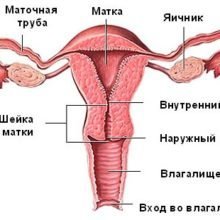 Тантум Роза: инструкция по применению, цена, отзывы, аналоги, видео
