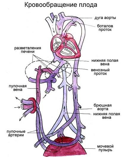 Особенности кровообращения плода в желточный, аллантоидный и плацентарный периоды, Анатомические и физиологические особенности сердечно-сосудистой системы плода - Особенности кровообращения плода