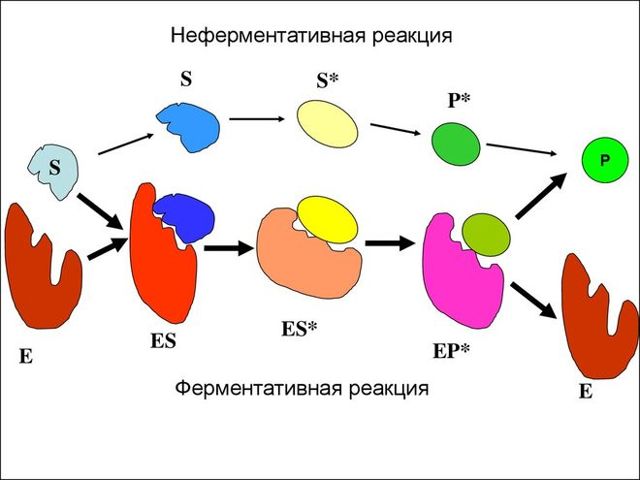 ИФА анализ крови – Цена и расшифровка иммуноферментного анализа на паразитов — Медицинский женский центр в Москве