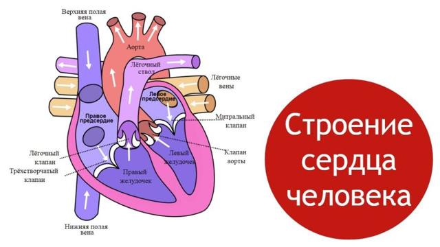 Клапаны сердца человека: расположение, строение, назначение