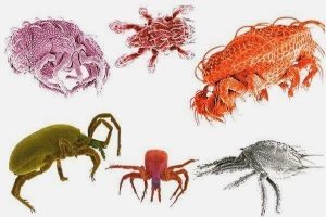 Аллергия на пыль у ребенка: симптомы, причины, лечение