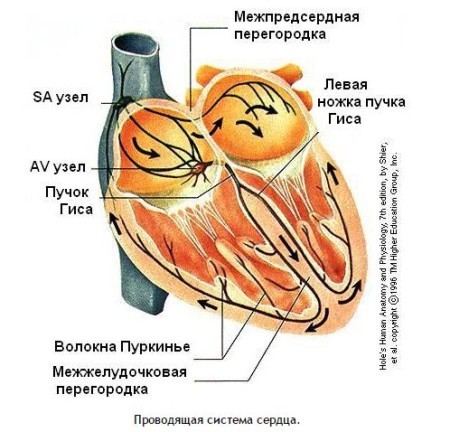 Сердце человека имеет камерное строение количество камер. Сколько камер присутствует в сердце человека