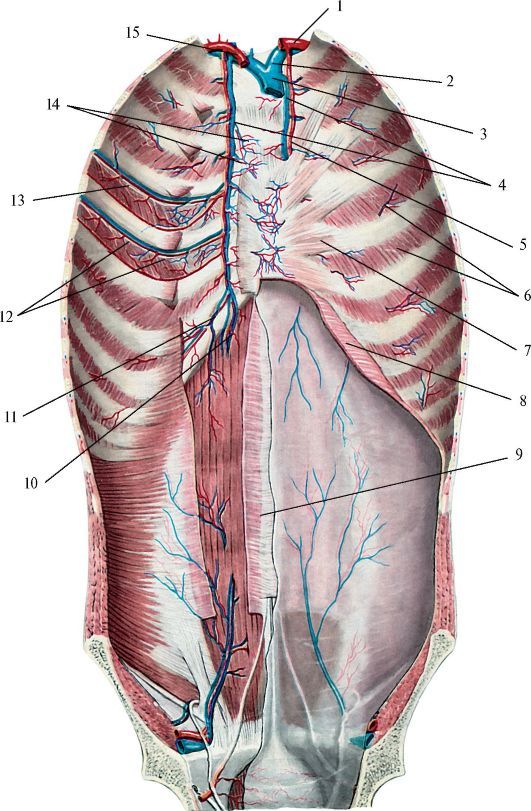 Внутренняя сонная артерия