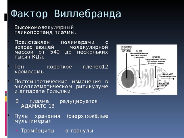 Болезнь Виллебранда у детей - презентация онлайн