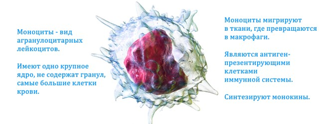 Повышены моноциты у взрослого: причины