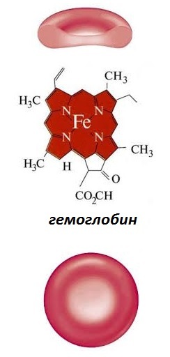 Клетки крови человека функции