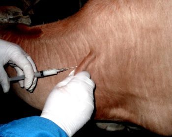 Хвороби корів: причини, симптоми, способи лікування, профілактика тварин